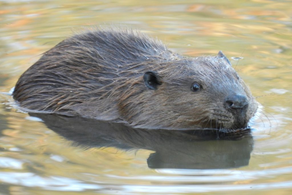 Lakemoore Colony Condominiums